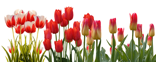 tulip-3024741_640.png