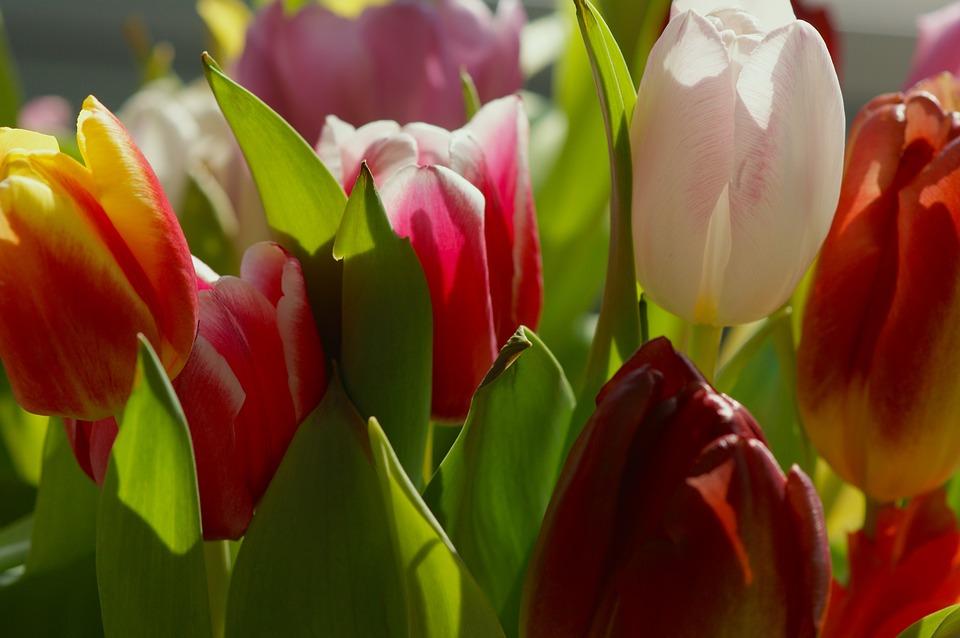 bukiet tulipanów.jpg