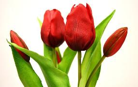 tulips-3174145__340.jpg